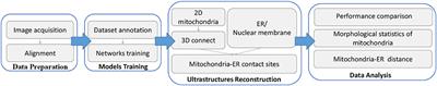 Automatic Reconstruction of Mitochondria and Endoplasmic Reticulum in Electron Microscopy Volumes by Deep Learning